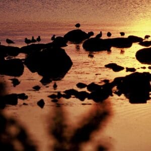 Stenshuvuds nationalpark - En bit magi på Österlen